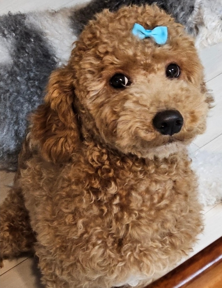 유기동물보호센터_447507202400145