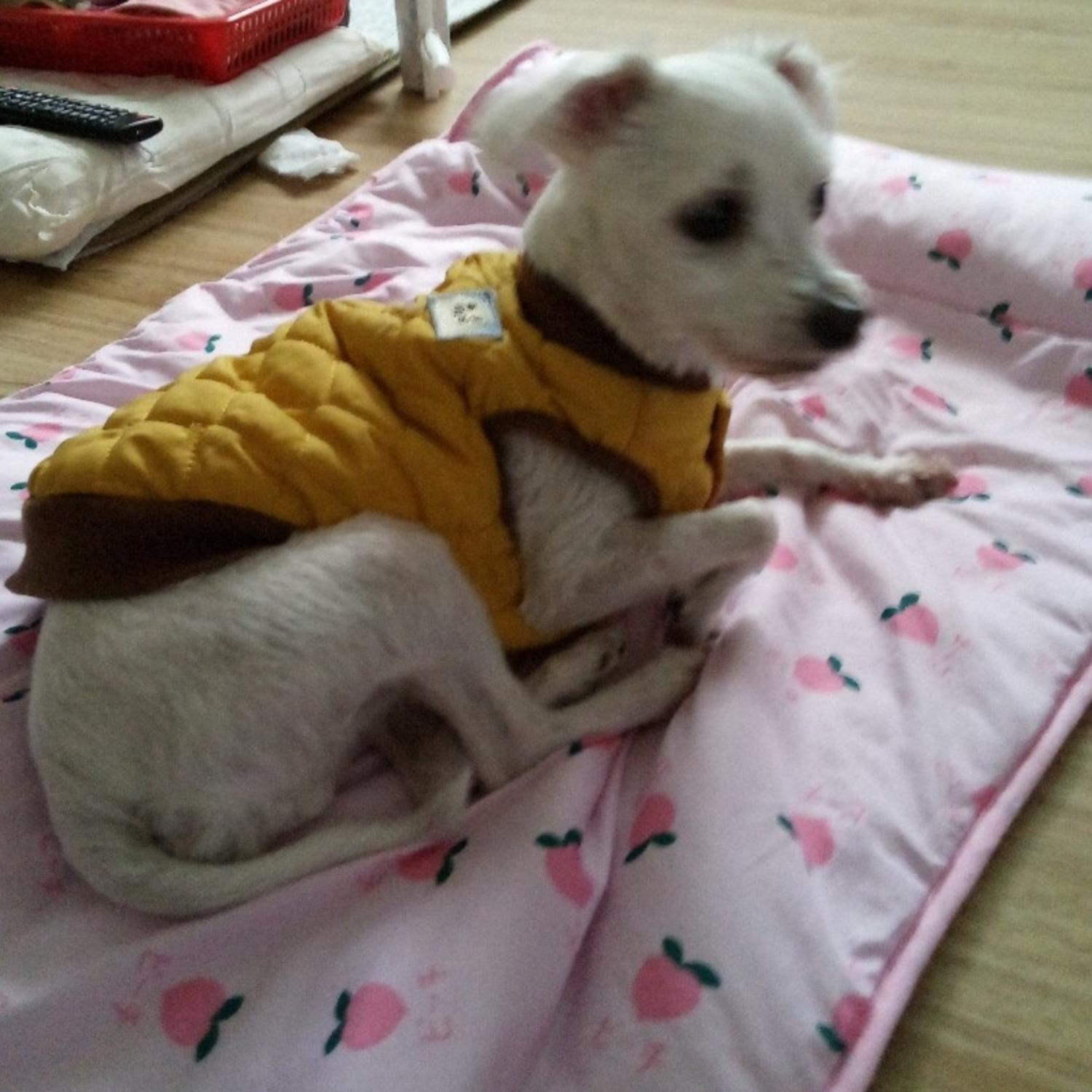 종료(반환) 말티즈…