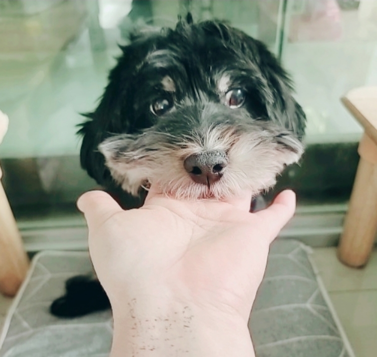 보호중 믹스견의 가…