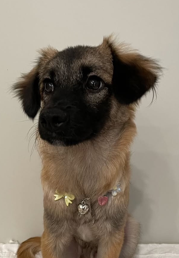 유기동물보호센터_447507202400151