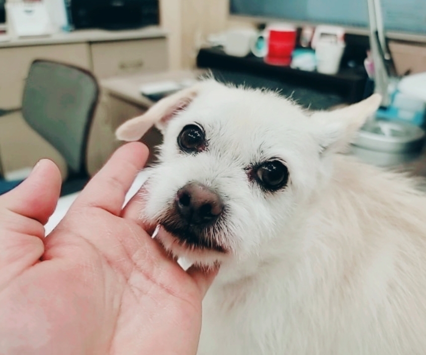 유기동물보호센터_447507202400154