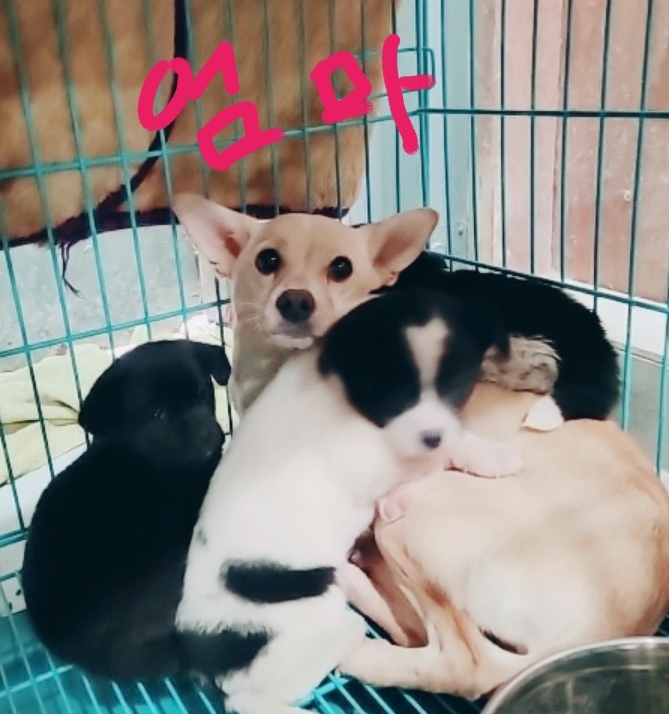 유기동물보호센터_447507202400155