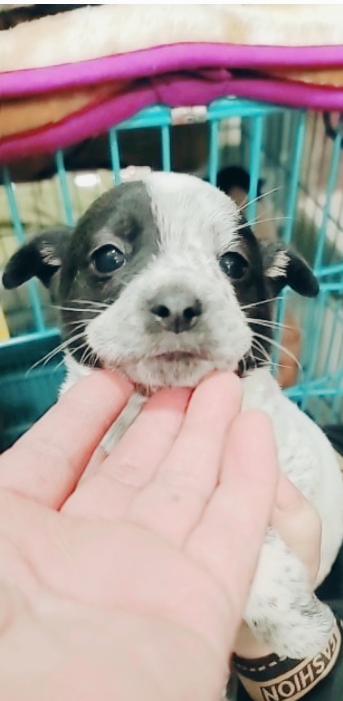 유기동물보호센터_447507202400156