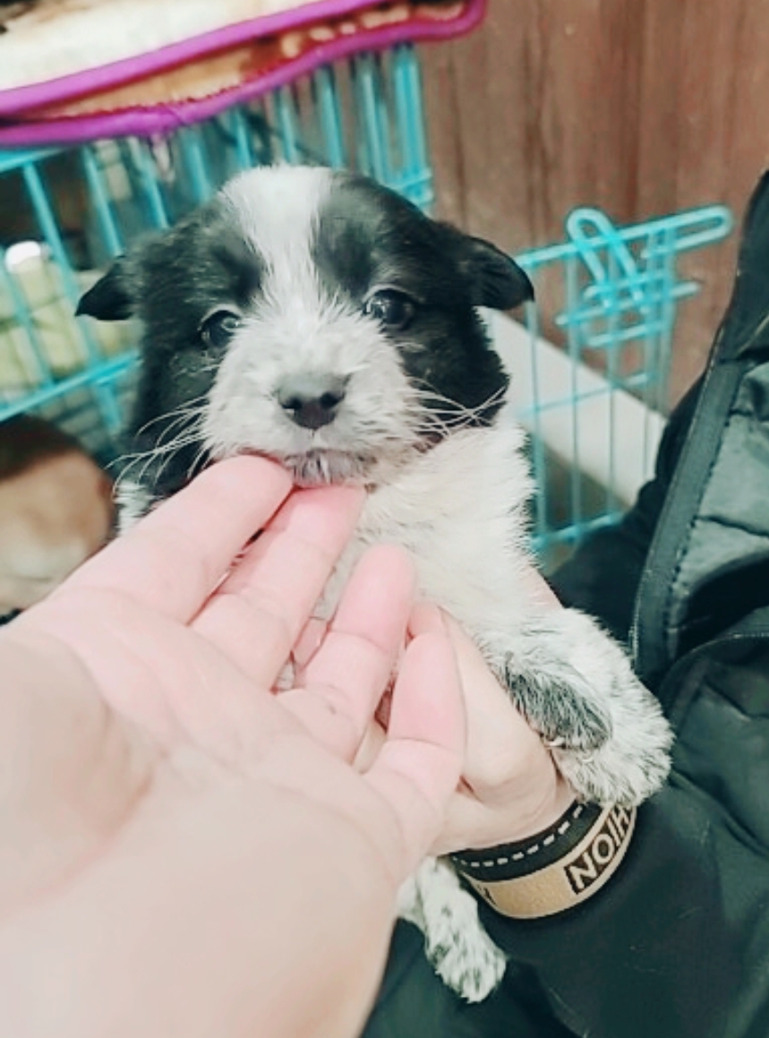 유기동물보호센터_447507202400162