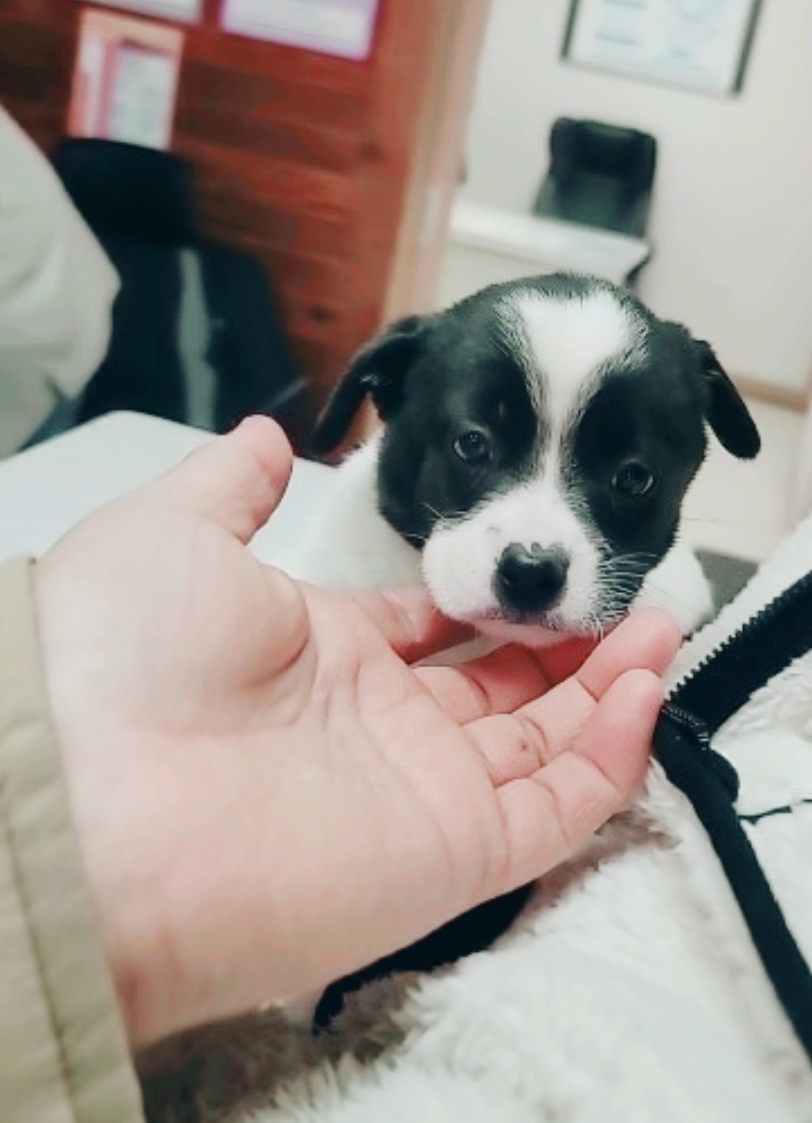 유기동물보호센터_447507202400161