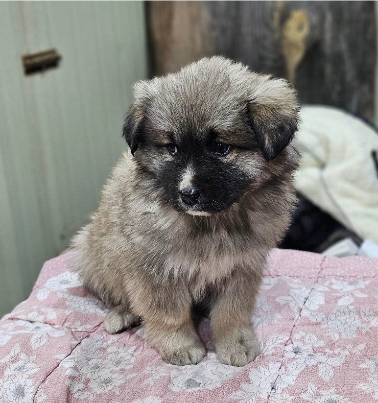 보호중 믹스견의 가…