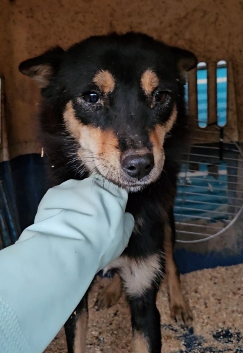 보호중 믹스견의 가…