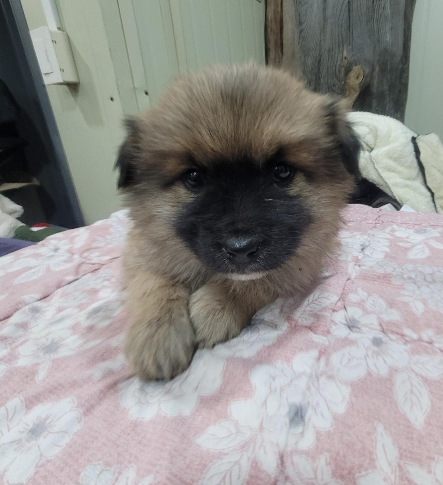 보호중 믹스견의 가…