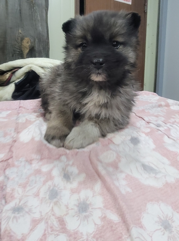 유기동물보호센터_447507202400166
