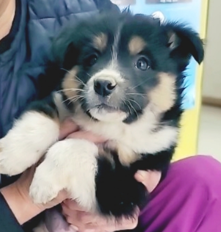 유기동물보호센터_447507202400171