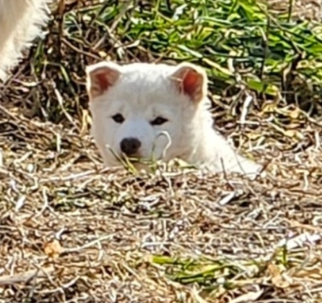 보호중 진도견의 가…