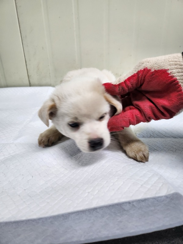 영주시 동물보호센터_447509202400389