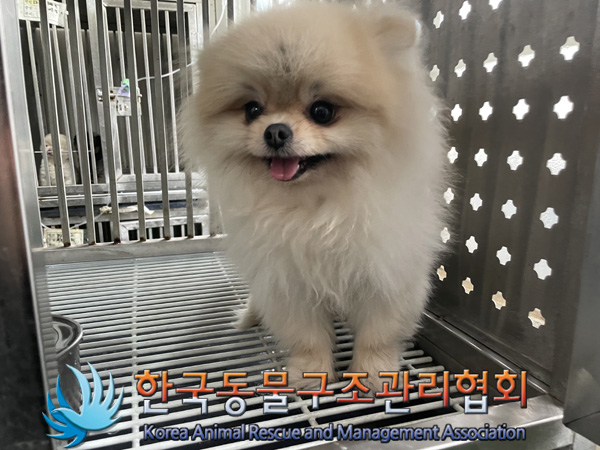 종료(반환) 포메라…