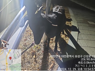 대전동물보호센터_430367202401062