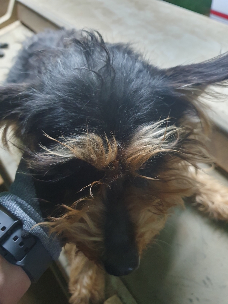 최종주동물병원_443444202400452