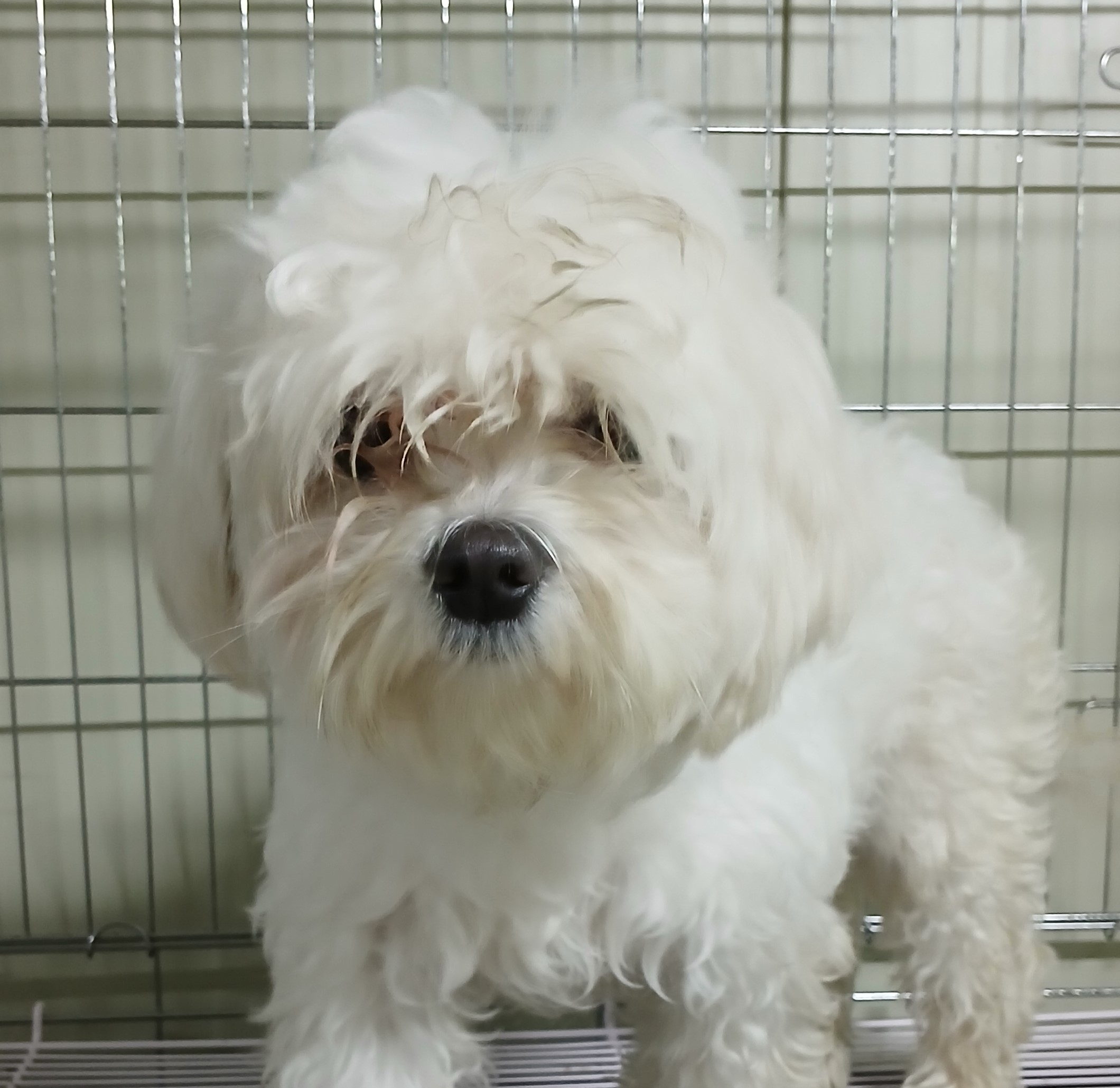 대구유기동물보호협회_427345202400879