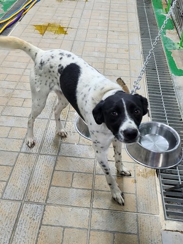영주시 동물보호센터_447509202400387