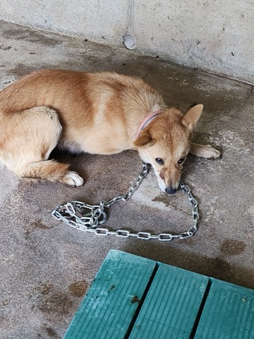 영주시 동물보호센터_447509202400388