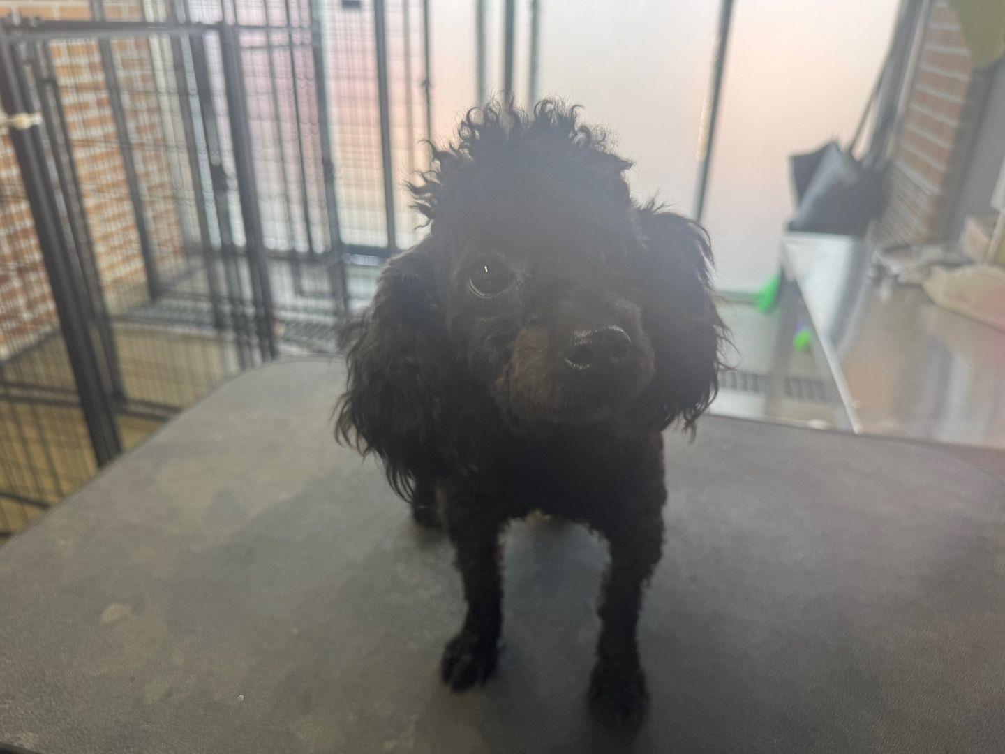 종료(반환) 푸들의…