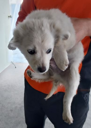 보호중 믹스견의 가…