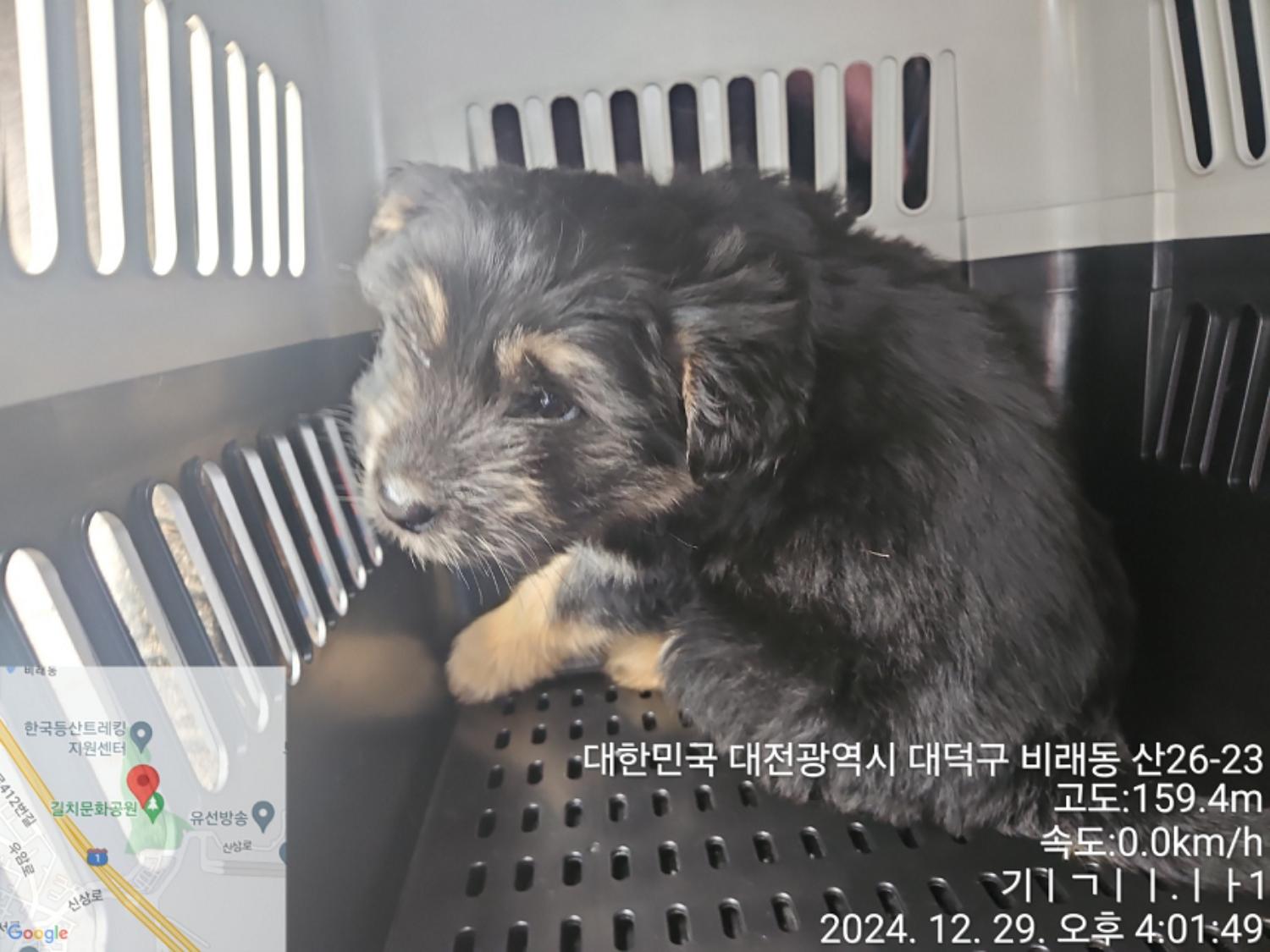 대전동물보호센터_430368202400650