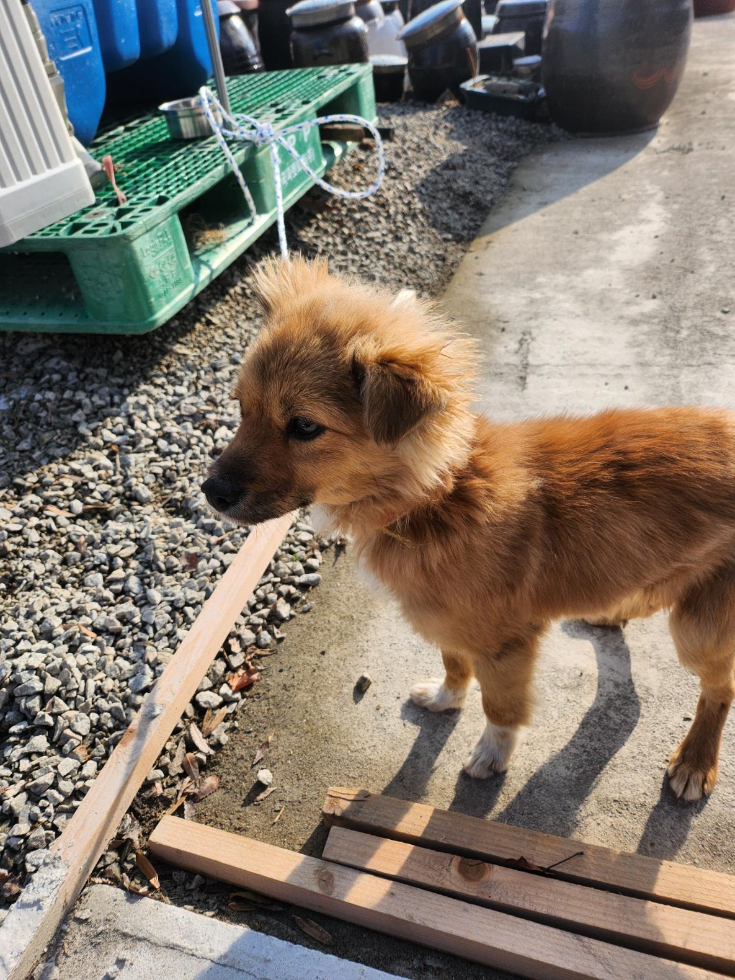 금일동물보호센터_444460202400985