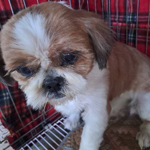 동물보호관리협회_426329202401213