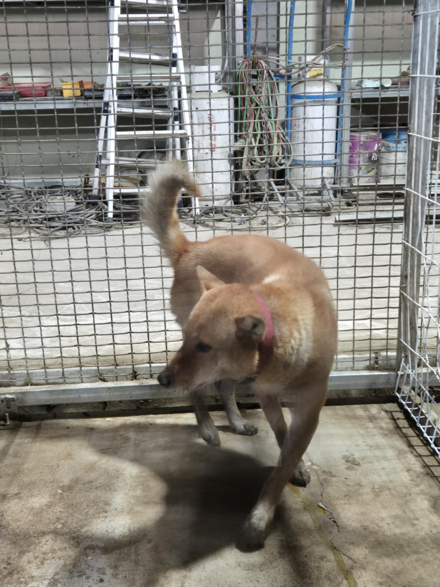 화성동물보호센터_441553202404235