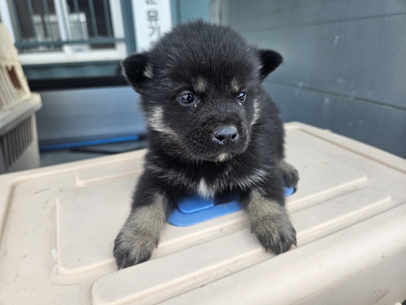 보호중 믹스견의 가…