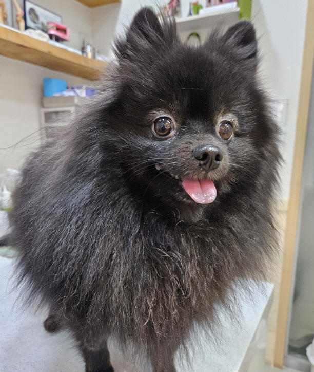 가나동물병원_441386202401904