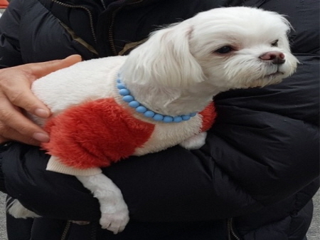 원주시동물보호센터_442419202401095