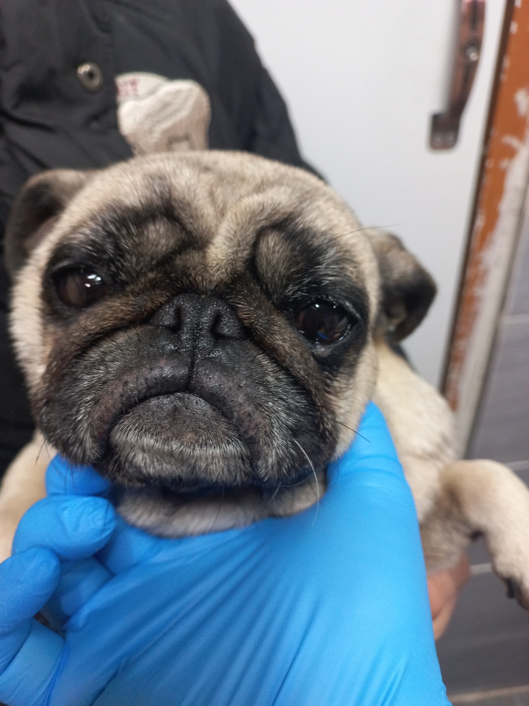 종료(반환) 퍼그의…