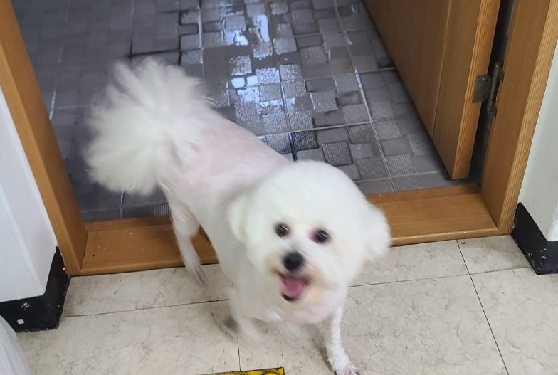 종료(반환) 비숑 …