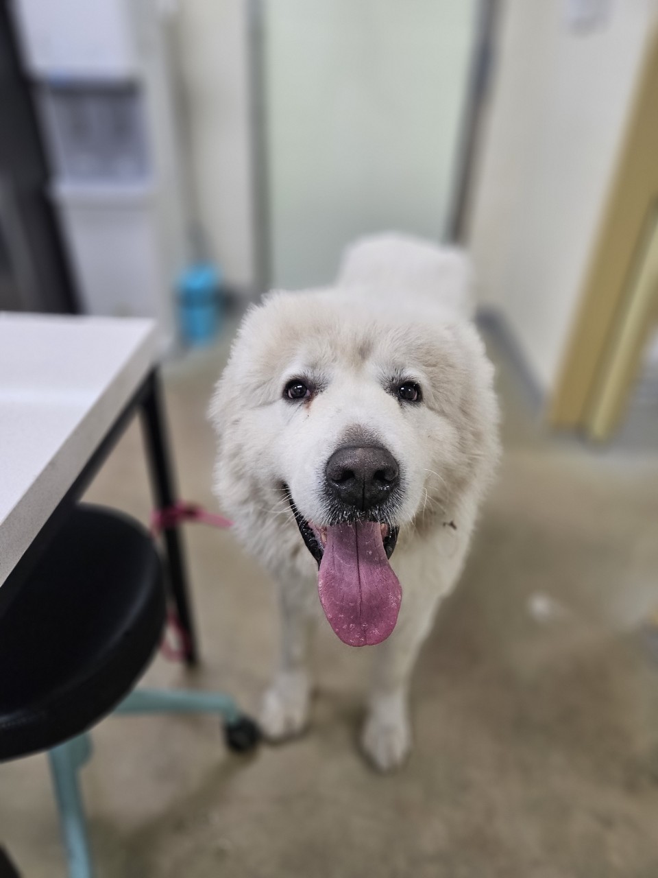 아산동물복지지원센터_444452202402514