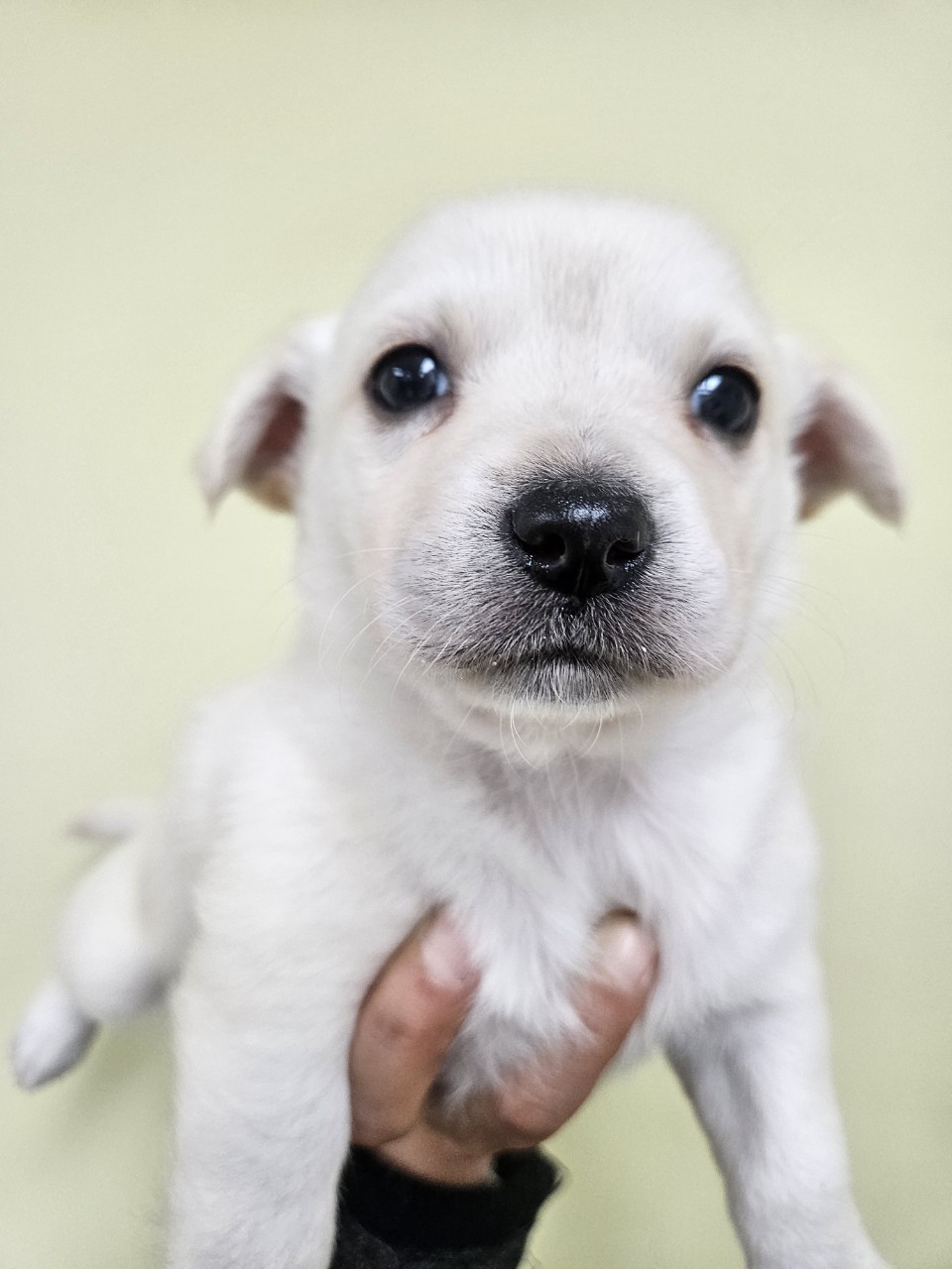 보호중 믹스견의 가…