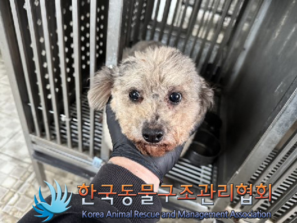 한국동물구조관리협회_441559202401459