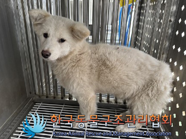 한국동물구조관리협회_441409202402043