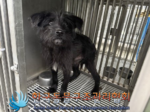 종료(안락사) 믹스…