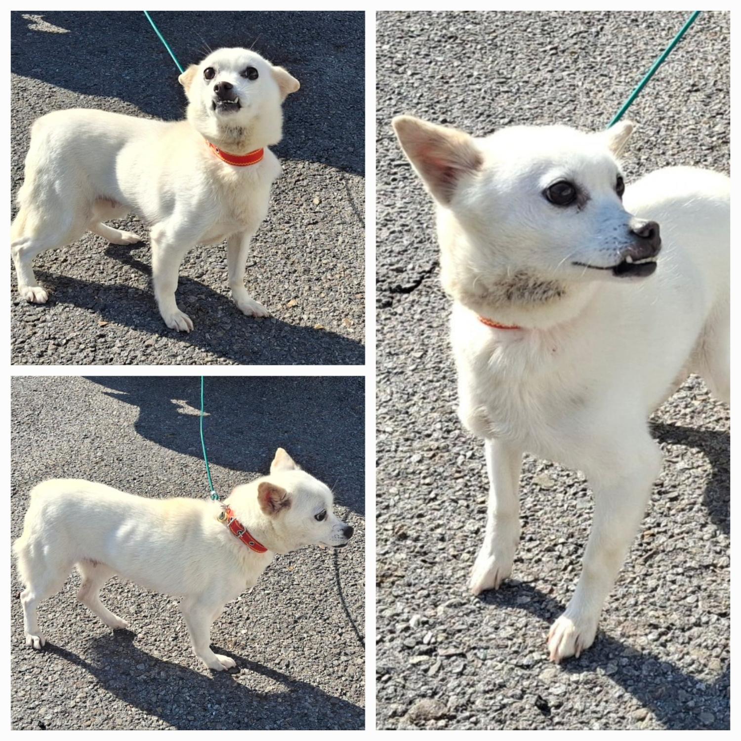 유기동물보호소_446481202401546