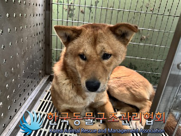 한국동물구조관리협회_441560202401478
