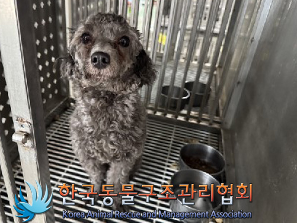한국동물구조관리협회_441559202401457