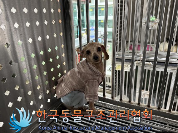 종료(기증) 푸들의…