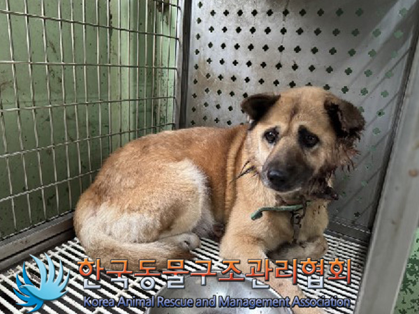 한국동물구조관리협회_441414202401029