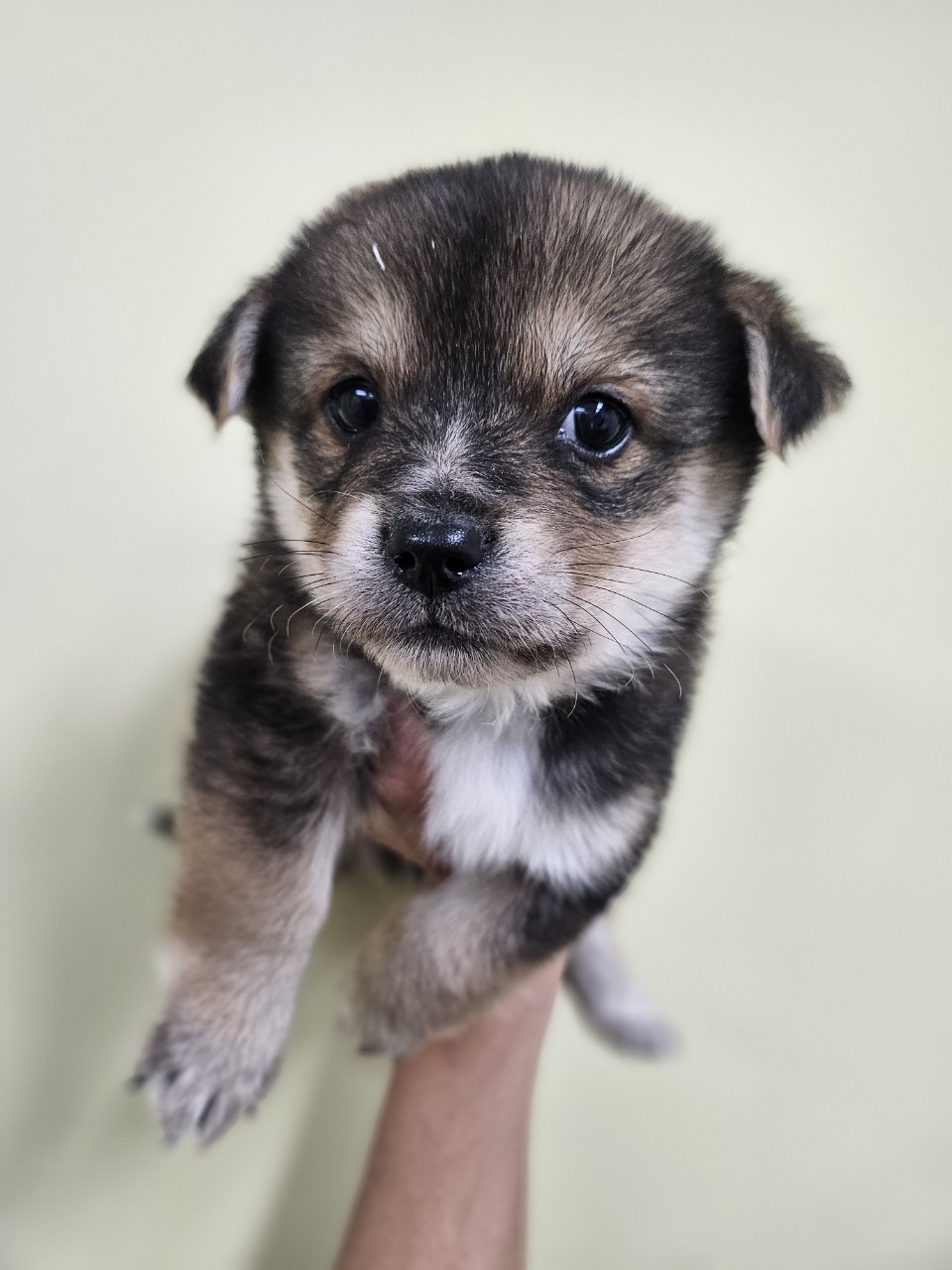 보호중 믹스견의 가…