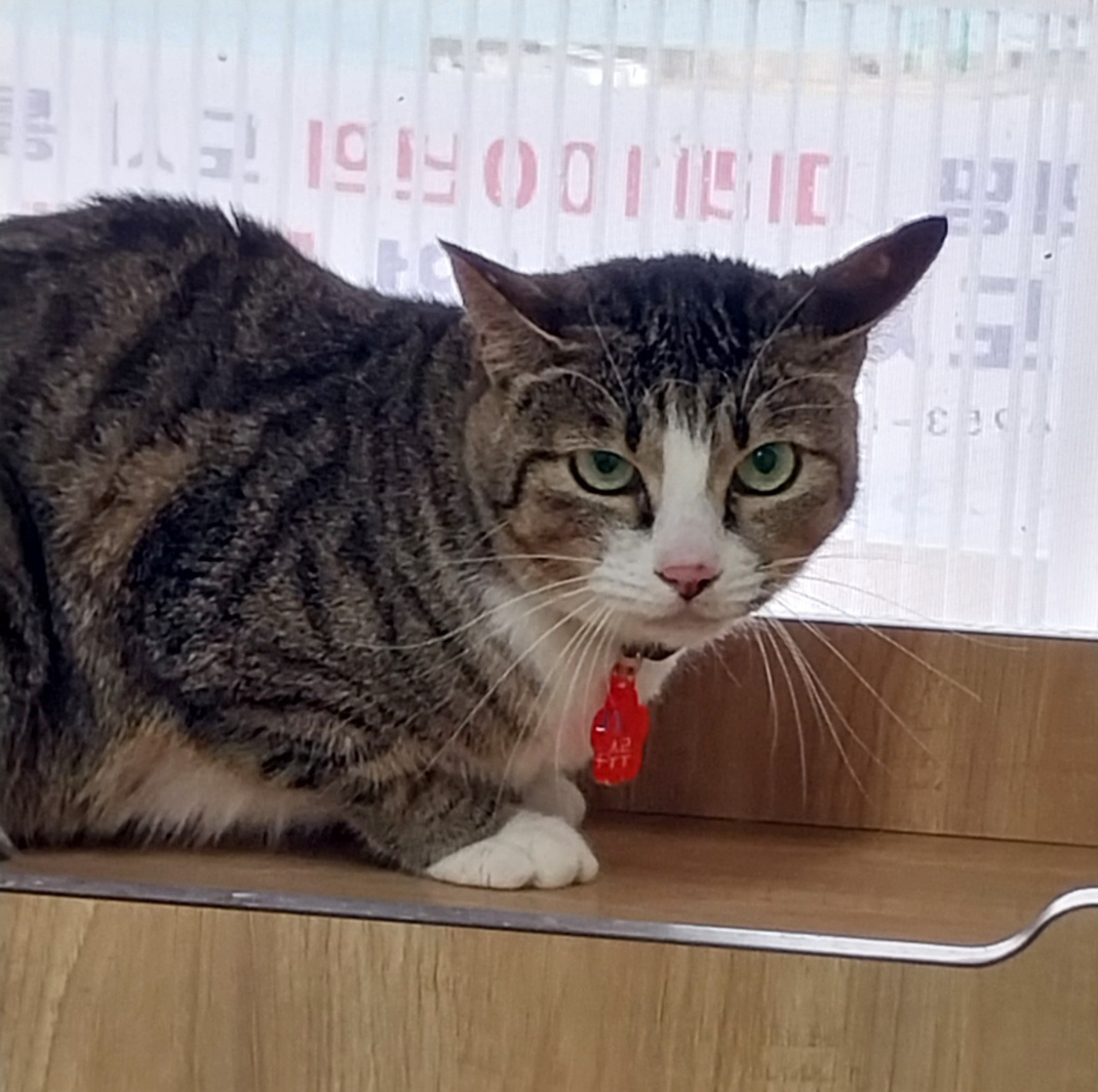 고양이보호분양센터_448533202400823