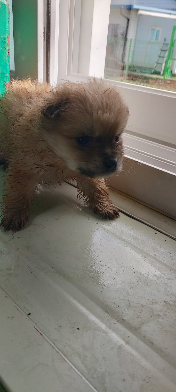 종료(자연사) 믹스…