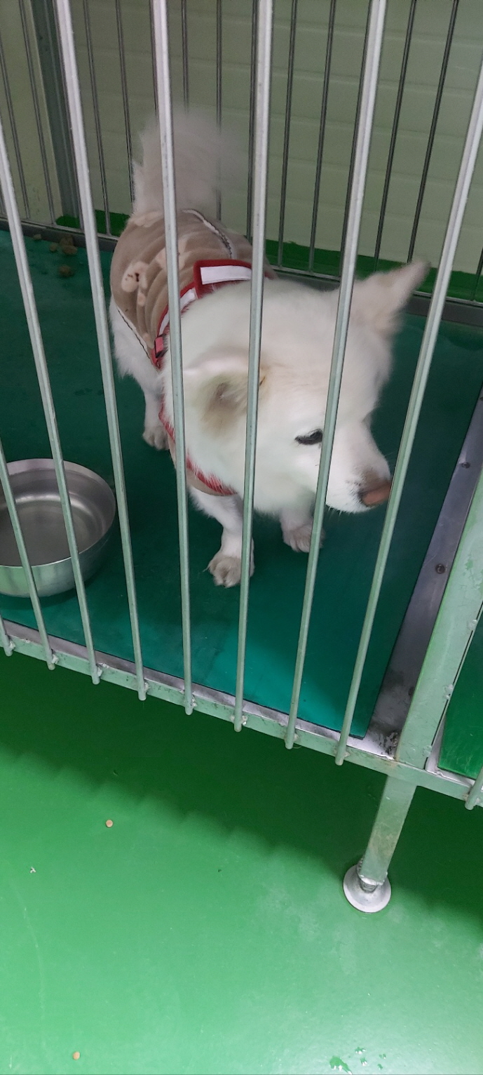 보령시유기동물보호소_444451202401301