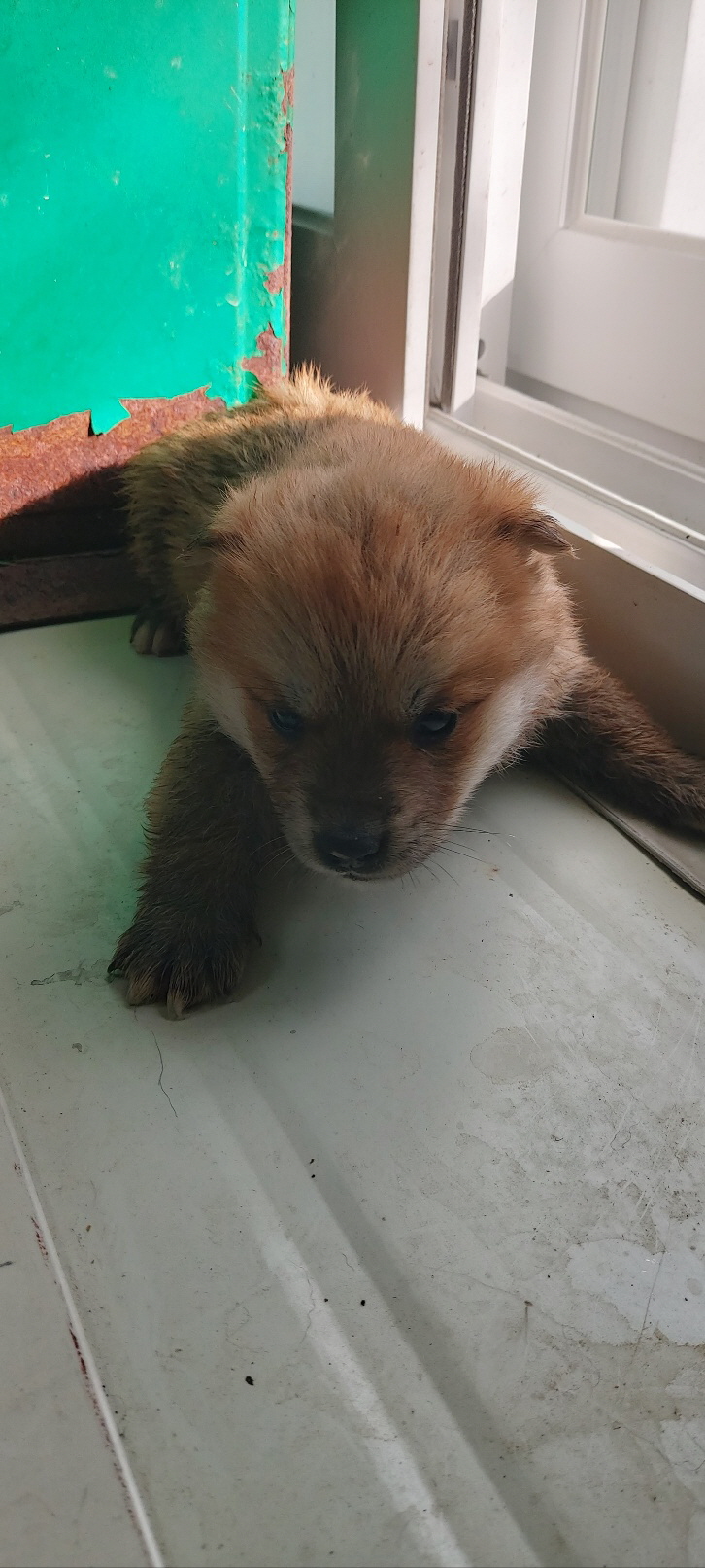 종료(자연사) 믹스…