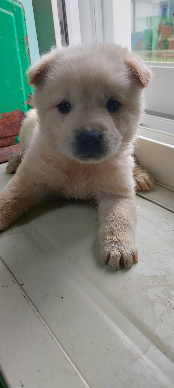 보령시유기동물보호소_444451202401298