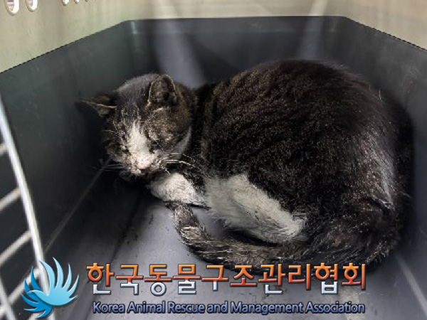 한국동물구조관리협회_411311202401033